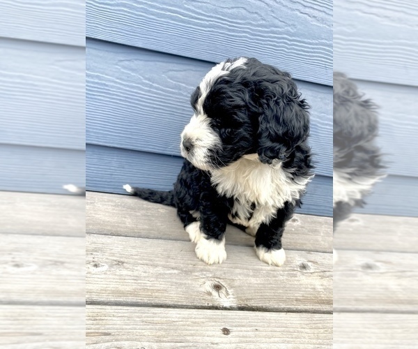 Medium Photo #3 Bernedoodle Puppy For Sale in YACOLT, WA, USA