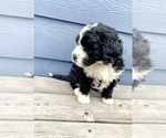 Small Photo #3 Bernedoodle Puppy For Sale in YACOLT, WA, USA