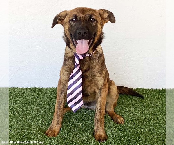 Medium Photo #2 Holland Shepherd-Unknown Mix Puppy For Sale in San Diego, CA, USA
