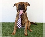 Small #1 Holland Shepherd Mix