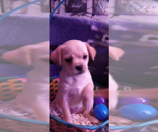 Medium Photo #1 Chug Puppy For Sale in SOUTH MILWAUKEE, WI, USA