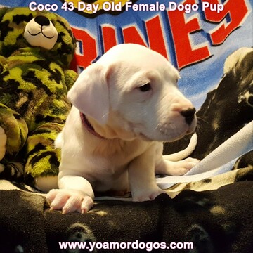 Medium Photo #112 Dogo Argentino Puppy For Sale in JANE, MO, USA