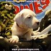 Small Photo #112 Dogo Argentino Puppy For Sale in JANE, MO, USA