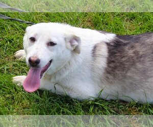 German Shepherd Dog-Huskies  Mix Dogs for adoption in Holly Hill, SC, USA