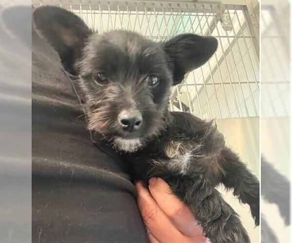 Medium Photo #1 Mutt Puppy For Sale in San Martin, CA, USA