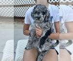 Small #3 F2 Aussiedoodle