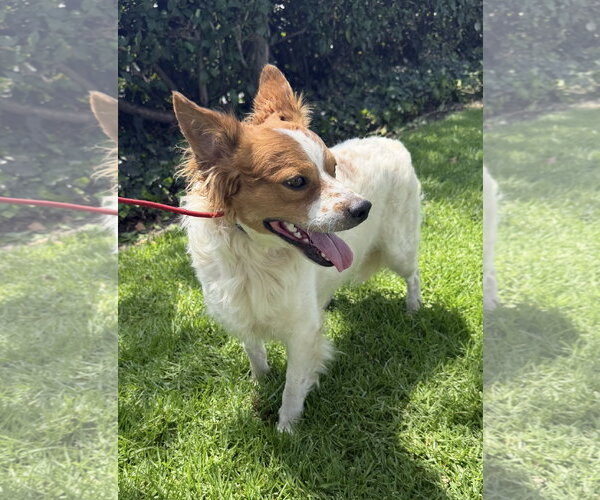Medium Photo #3 Mutt Puppy For Sale in Lake Elsinore, CA, USA