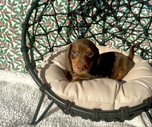 Dachshund Puppy for sale in WEBSTER, FL, USA