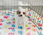 Small #3 Cavapoo (Miniature)-Poodle (Toy) Mix