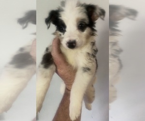 Border Collie-Miniature Australian Shepherd Mix Puppy for sale in CINNAMINSON, NJ, USA