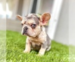 Small Photo #90 French Bulldog Puppy For Sale in ORLANDO, FL, USA