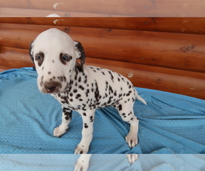 Dalmatian Puppy for sale in SOUTH BEND, IN, USA