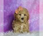 Small Photo #15 Maltipoo (Toy) Puppy For Sale in WARSAW, IN, USA