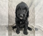 Puppy Sage Goldendoodle