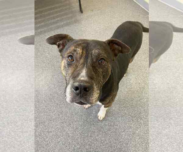 Medium Photo #1 Mutt Puppy For Sale in Low Moor, VA, USA