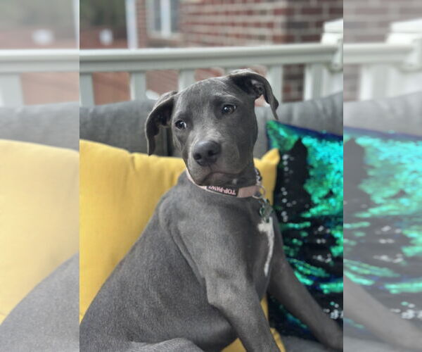 Medium Photo #10 Mutt Puppy For Sale in Greenville, SC, USA