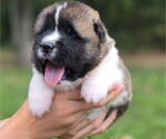 Small #5 Akita