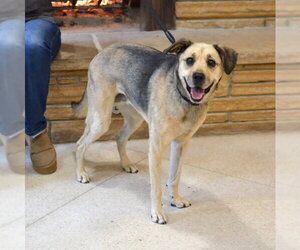 German Shepherd Dog-Unknown Mix Dogs for adoption in Enfield, CT, USA