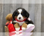 Small Photo #6 Bernese Mountain Dog Puppy For Sale in FREDERICKSBG, OH, USA