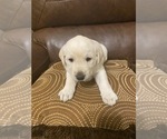 Small Photo #1 Labrador Retriever Puppy For Sale in CLARKESVILLE, GA, USA