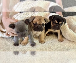 French Bulldog Puppy for sale in SPEER, IL, USA