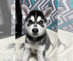 Small Siberian Husky