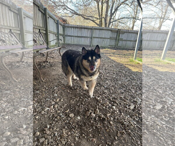 Medium Photo #1 Mutt Puppy For Sale in Jackson, MS, USA