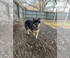Mutt Dogs for adoption in Jackson, MS, USA