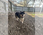 Small Mutt