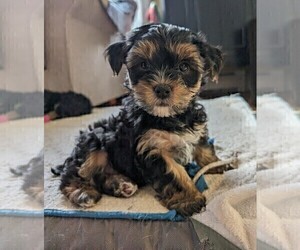 Yorkshire Terrier Puppy for Sale in WESTBROOK, Maine USA