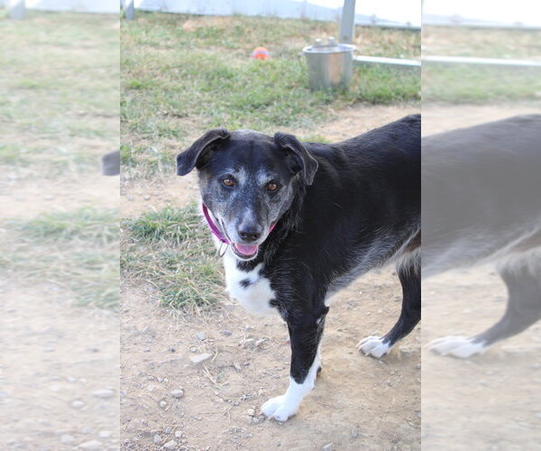 Medium Photo #7 Australian Shepherd-Unknown Mix Puppy For Sale in Evansville, IN, USA