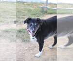 Small Photo #7 Australian Shepherd-Unknown Mix Puppy For Sale in Evansville, IN, USA