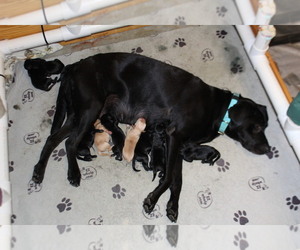 Labrador Retriever Puppy for sale in LOVELADY, TX, USA
