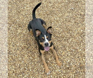 Ava Marie - Female Mutt Dog for Adoption - Photo #4