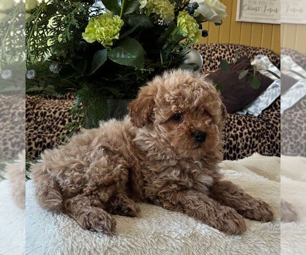Medium Photo #3 Poodle (Toy) Puppy For Sale in PARADISE, PA, USA