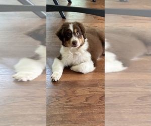 Australian Shepherd Litter for sale in MIDLAND, GA, USA