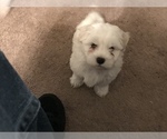 Small Photo #5 Maltese Puppy For Sale in LAWRENCEVILLE, GA, USA