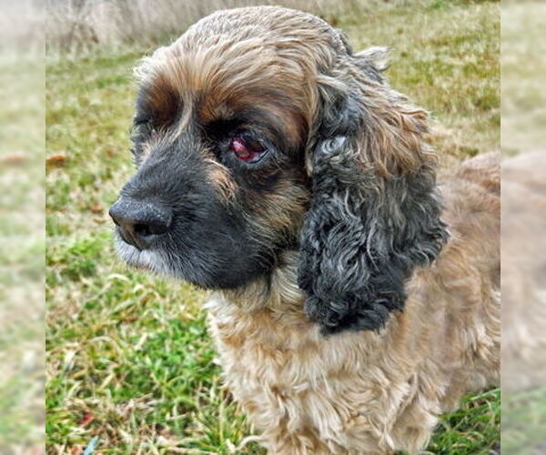 Medium Photo #3 Cocker Spaniel Puppy For Sale in Arlington, VA, USA