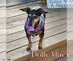Small #2 Dachshund Mix