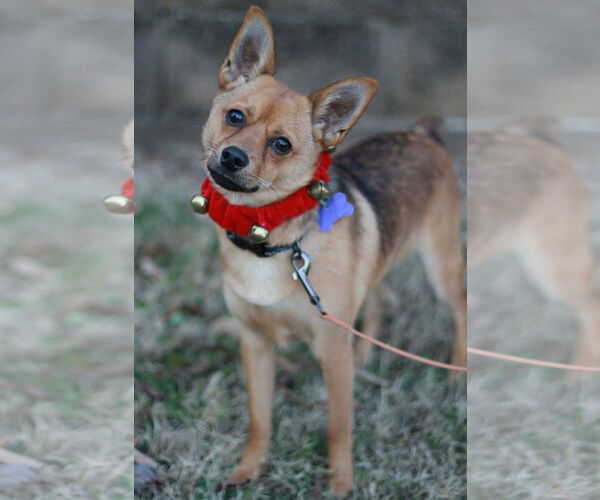 Medium Photo #2 Pineranian Puppy For Sale in Cookeville, TN, USA