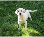 Rosco - Male Labrador Retriever Puppy for Sale - Photo #4
