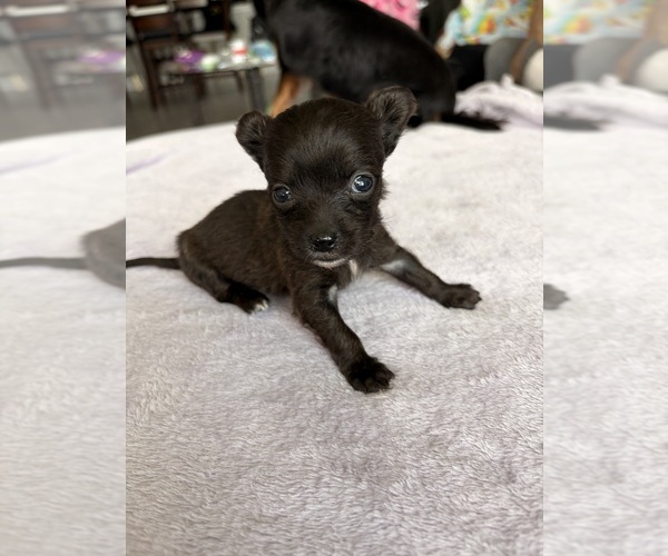 Medium Photo #18 Chihuahua Puppy For Sale in SAN ANTONIO, TX, USA