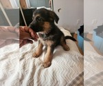 Puppy Blue German Shepherd Dog