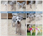 Small Poodle (Standard)