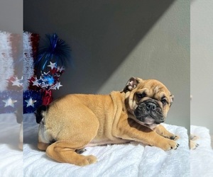 English Bulldog Puppy for sale in VALPARAISO, IN, USA