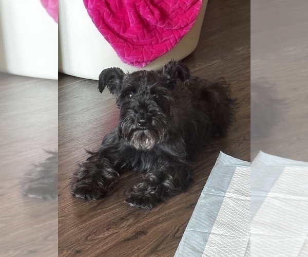 Medium Photo #1 Schnauzer (Miniature) Puppy For Sale in HOUSTON, TX, USA