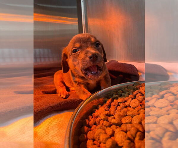 Medium Photo #4 Mutt Puppy For Sale in Foristell, MO, USA