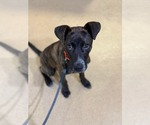 Small #7 Mountain Cur Mix