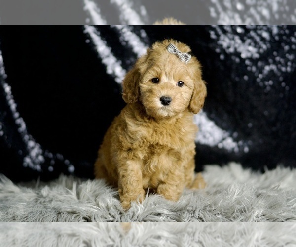 Medium Photo #4 Goldendoodle (Miniature) Puppy For Sale in WARSAW, IN, USA