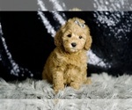 Small #2 Goldendoodle (Miniature)